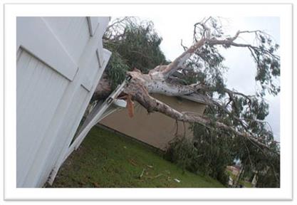 Neighbor's Tree on Fence